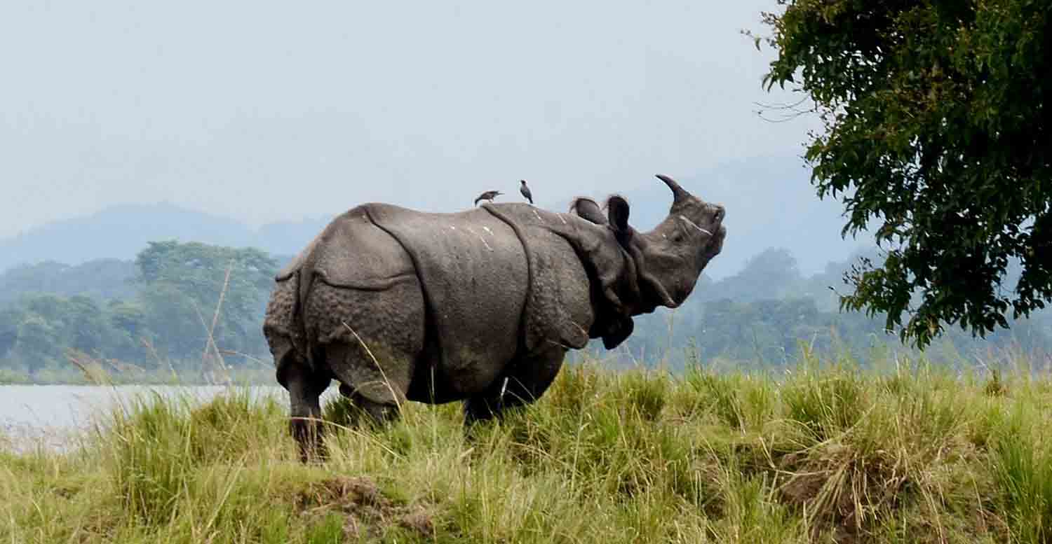 Majestic One-horned Rhinoceros in Kaziranga National Park - Assam Tourism Guide
