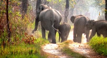 Beautiful biodiversity and wildlife reserve landscape at Manas National Park, Assam