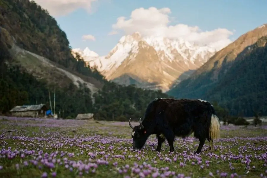 Beautiful alpine scenery and flower valleys of Lachung in North Sikkim